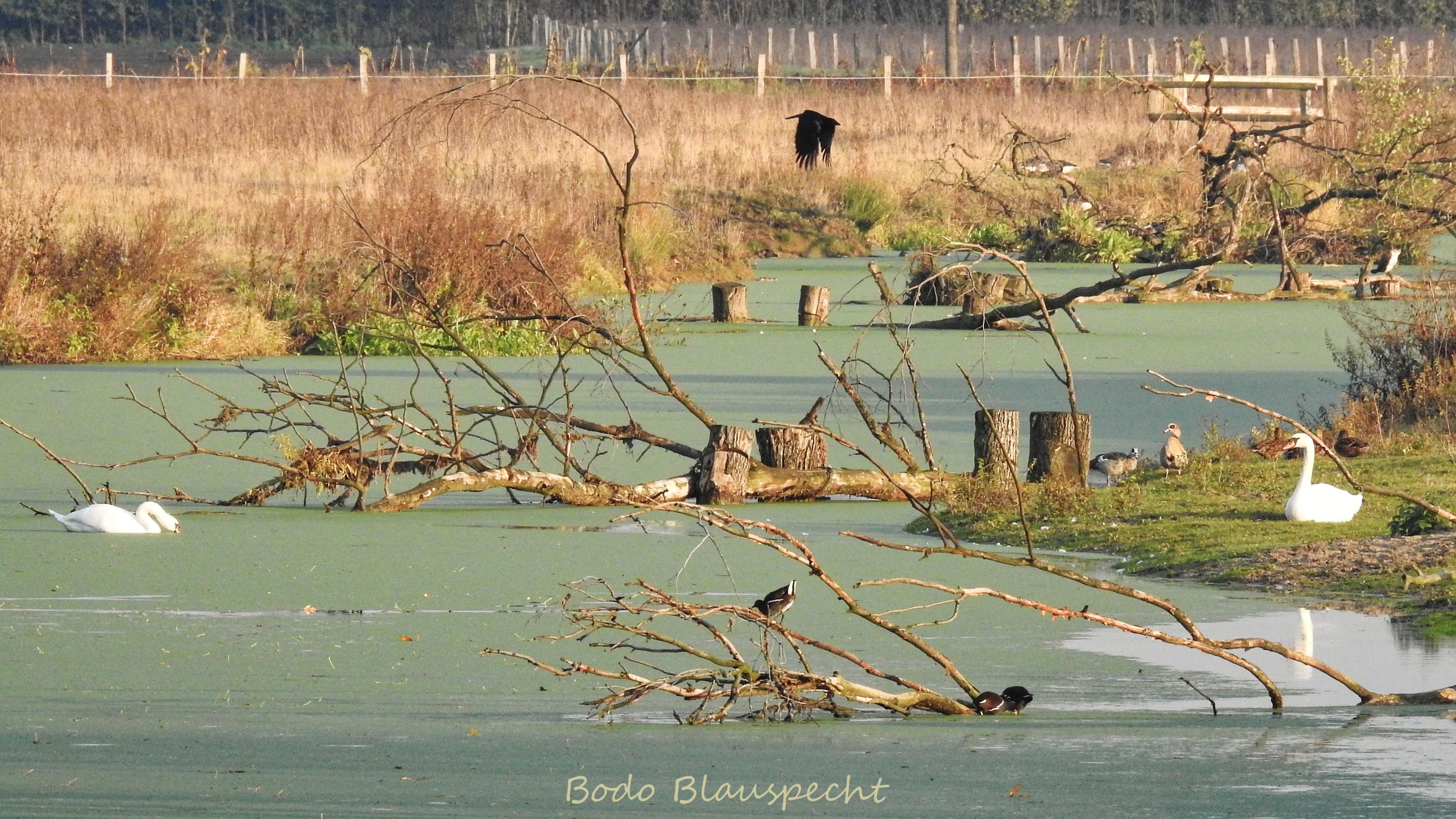 AviFauna   Steveraue   2016.11.05 17.52 03 HQ